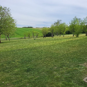 Photo de galerie - Tonte de pelouse - Débroussaillage