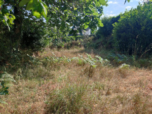 Photo de galerie - <AVANT> Débrousaillage