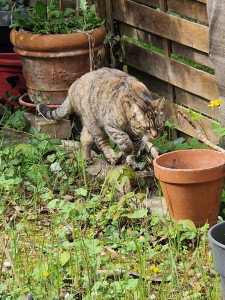 Photo de galerie - Princesse qui se promène dans le jardin