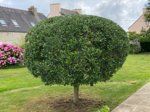 Photo de galerie - Taille harmonieuse d’un Olivier (Olea europaea)