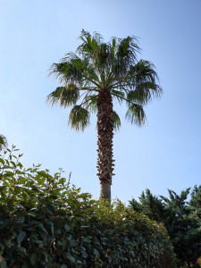 Photo de galerie - Taille de palmier