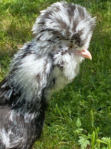 Photo de galerie - Garde animaux chez vous 