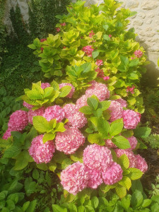 Photo de galerie - Remise en valeur des fleurs de jardin. 