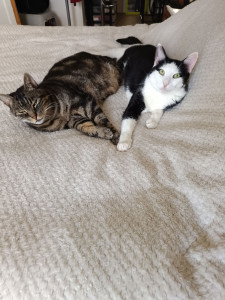 Photo de galerie - Garde chat...

