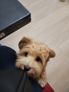 Photo de galerie - Garde chien week-end 