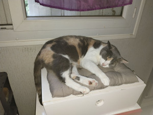 Photo de galerie - Chat que je garde 