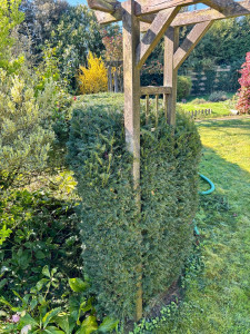 Photo de galerie - Taille de haie