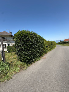 Photo de galerie - Taille de haies et d'arbustes