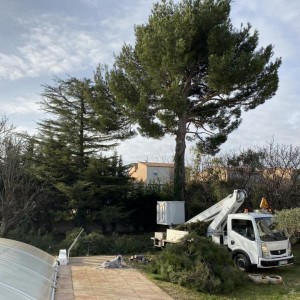 Photo de galerie - Élagage et abattage d’arbres avec nacelle à disposition