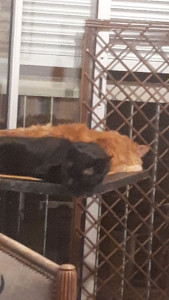 Photo de galerie - Wiko et ....encore un autre copain chat noir Carbonero. ...porte super bien son prénom.