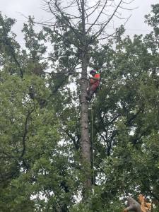 Photo de galerie - Démontage sapin mort