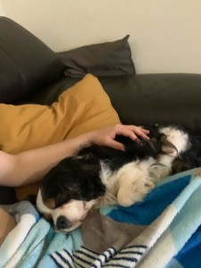Photo de galerie - Garde chien