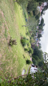 Photo de galerie - Tonte de la pelouse et débroussaillage et
 entretien du jardin 