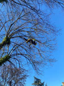 Photo de galerie - Taille de rehaussement 