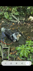 Photo de galerie - Twix en garde à la maison pour un week-end en éssai  avant le mois d'août.
Petit bain à cause de la chaleur.??
