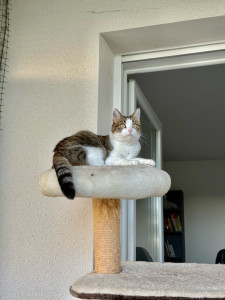 Photo de galerie - Garde chat