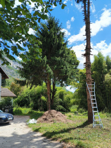 Photo de galerie - élagage de grands sapins 