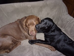 Photo de galerie - Garde chien