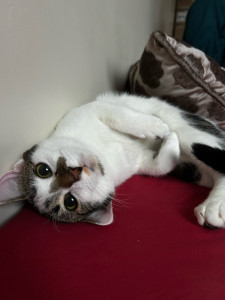 Photo de galerie - Garde de chat 