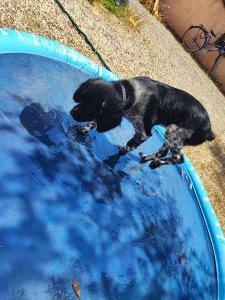 Photo de galerie - Petite piscine pour rafraîchir vos chiens chez PikSam Petsitter Professionnel 