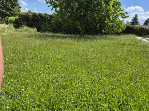 Photo de galerie - Tonte de pelouse - Débroussaillage