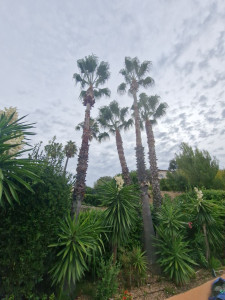 Photo de galerie - élagage de Washingtongnia
