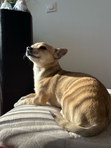 Photo de galerie - Mon petit chihuahua jack 