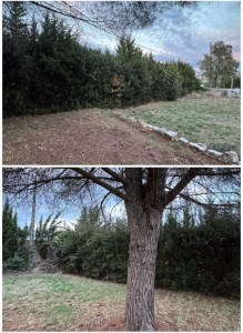 Photo de galerie - AVANT RABATTAGE HAIE 