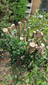 Photo de galerie - Elagage et coupe d'arbres