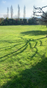 Photo de galerie - Taille en art topiaire