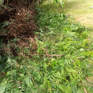 Photo de galerie - Nettoyage et taille. 