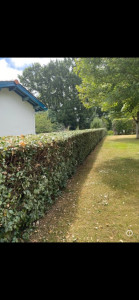 Photo de galerie - Taille haie d’éléagnus 