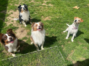 Photo de galerie - Garde chien