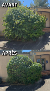 Photo de galerie - Taille ornementale d’un arbre de Jude avec du pittosporum 