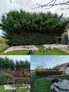 Photo de galerie - Rabattage d'une haie de thuyas de 15m de haut à 2m de haut