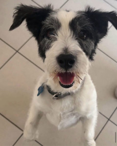 Photo de galerie - Garde chien