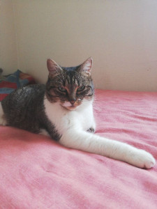 Photo de galerie - La chatte d'un ami dont je m'occupe lorsqu'il part en vacances :)