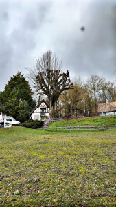 Photo de galerie - élagage d’un tilleul en tête de chat 