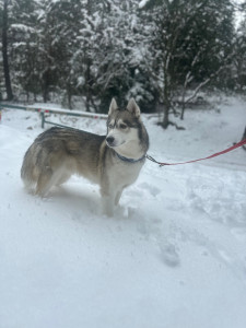 Photo de galerie - Garde chien