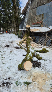 Photo de galerie - Abattage d'arbres devenus dangereux pour cette grange ??