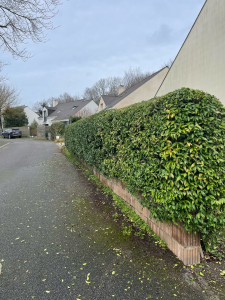 Photo de galerie - Taille de haies et d'arbustes