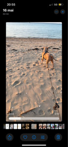 Photo de galerie - Voici Rock le chien d’une amie gardé pendant 2 sem. C’est un american bully, il était très agréable à garder, obéissant et sage!