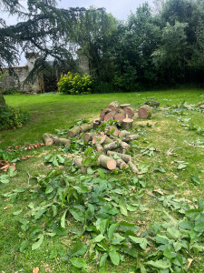 Photo de galerie - Abattage d'un châtaignier, transport puis gestion du bois a l'issue.