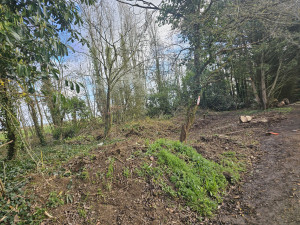 Photo de galerie - élagage 