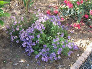 Photo de galerie - Paysagiste - Aménagement du jardin