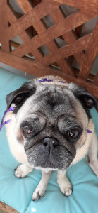 Photo de galerie - Mon carlin