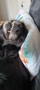 Photo de galerie - Garde chien