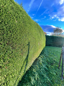 Photo de galerie - Taille de haie 