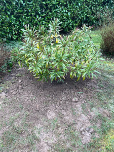 Photo de galerie - Plantation d’un laurier rose 