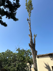 Photo de galerie - Elagage et coupe d'arbres